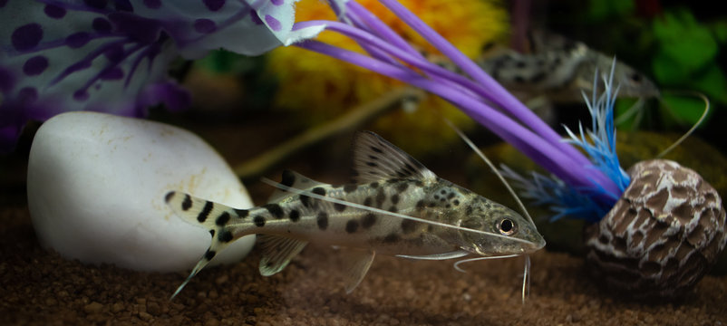 Grey synodontis alberti catfish swimming underwater in aquarium