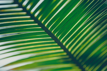 Closeup of green tropical palm leaves
