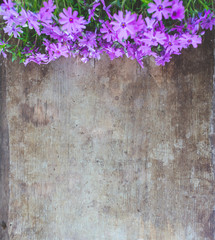 Top view of small pink or purple flowers on an old, rustic, wooden background. Floral or spring background