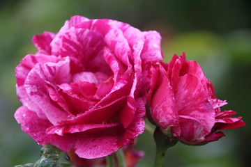 historische Rose Ferdinand Pichard