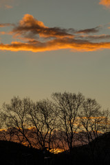 Silhouette of trees at sunset