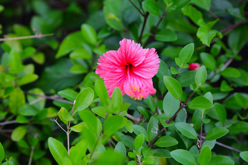 Gorgeous pink flower isolated on green leaves background. Colorful nature background.