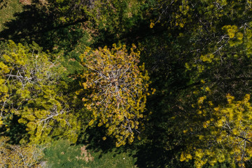 Aerial view of pine trees