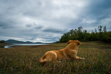 Blonde dog watching lake view