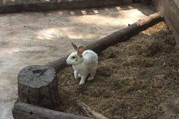 Obraz premium rabbit