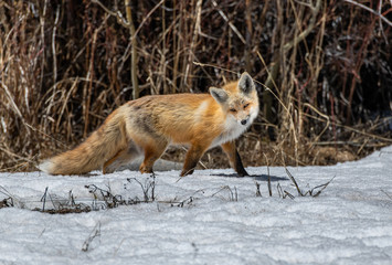 A Beautiful Red Fox in Colorado