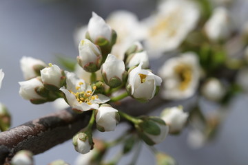  cherry blossom in the spring garden