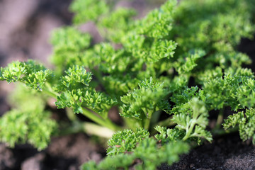  green young parsley