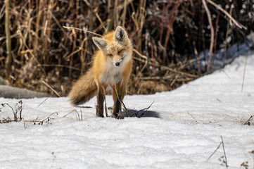 A Beautiful Red Fox in Colorado