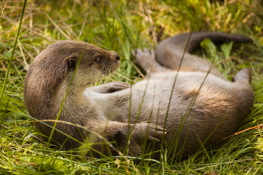 Lovely Eurasian otter (Lutra lutra) lying on back on the wet fresh grass near stream river and playing carefree while look cute and fill out all picture space of photography by its body of wave shape.