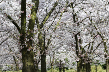 Japanese cherry blossom tree or sakura (Prunus serrulata) in spring
