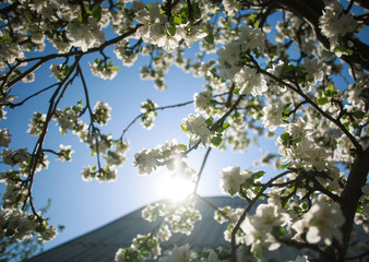 Blossoming apple tree with flowers on sky and sun background