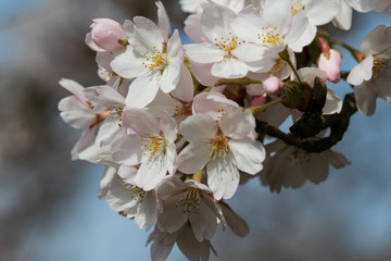 Japanese cherry blossom tree or sakura (Prunus serrulata) in spring