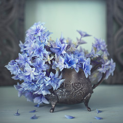 Beautiful blue hydrangea flowers close-up. 