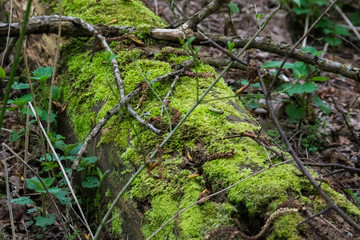 Green Mossy Fallen Tree Trunk Log Branches Ground Forest Plants