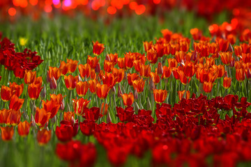 Red tulips of different shades