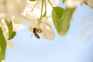 Bee collects honey in apple blossom - honeybee in front of blue sky