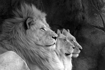 A line of three lions, a male and two females.