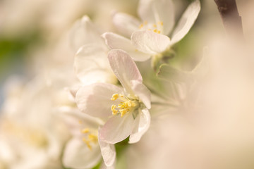 Naklejka na ściany i meble apple blossom in spring