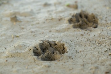 Dog's footprint in the mud. Slovakia