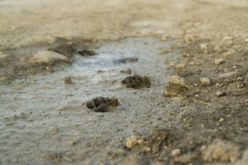 Dog's footprint in the mud. Slovakia