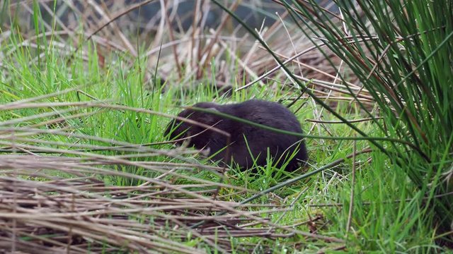 European water vole or northern water vole (Arvicola amphibius) eating on a grass bank