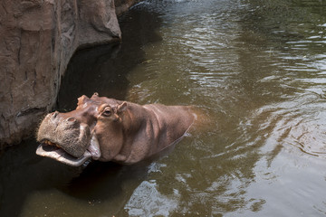 hippopotamus