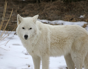 Obraz na płótnie Canvas An Arctic Wolf (Canis lupus arctos) in the snow..