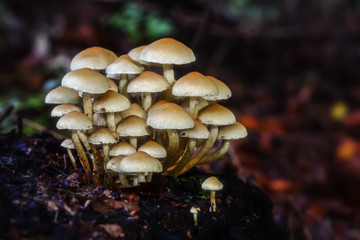 Pilzgruppe © Wolfgang Knoll