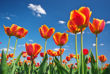 Tulips and sky background.