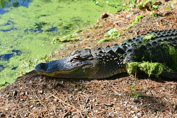 Obraz premium An Alligator relaxing in the sun at a swamp in South Carolina. 