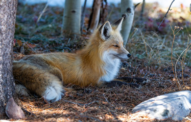 Fototapeta premium A Beautiful Red Fox in Colorado