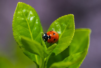 A Ladybug Eating on a Leaf Edge