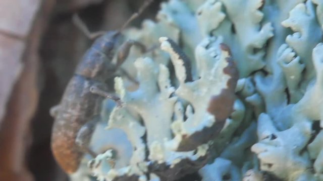 Beetle biting through the bark of a tree.