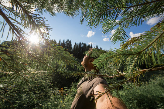 Bearded man taking selfie in summer pine forest. Man enjoys coniferous aroma. Goods from phytoncides