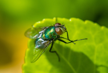 A Close Up Macro of a Common Housefly