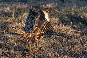 A Greater-Sage Grouse in Courtship Display at Lek