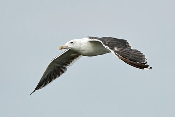 Great black-backed gull (Larus marinus)