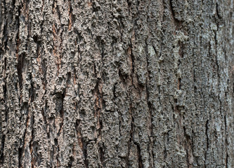 bark