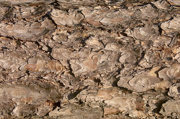 texture of fir bark