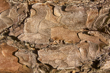 texture of fir bark