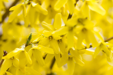 Yellow flowers of forsythia tree, romantic spring gentle artistic image.