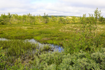 Obraz premium Tundra in polar summer, Kola Peninsula, Russia