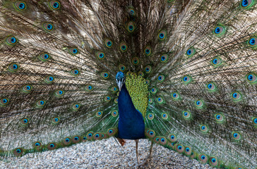 Obraz premium colorful peacock