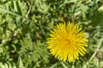 one yellow dandelion