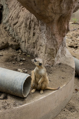 meerkat