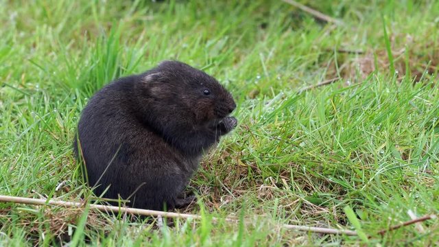 European water vole or northern water vole (Arvicola amphibius) eating on a grass bank