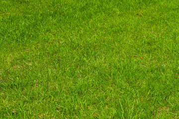 Spring lawn with a young green grass - natural background, plant texture