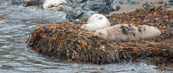 Obraz premium Elephant Seals odpoczywa na łożu wodorostów na plaży w Piedras Blancas na środkowym wybrzeżu Kalifornii - Stany Zjednoczone