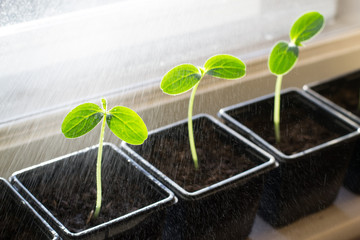 Watering of cucumber seedling